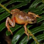 Descubren en la Amazonía Peruana una Sorprendente Diversidad de Ranitas con Tubérculos y Colores Inéditos que Revolucionan el Mundo Herpetológico