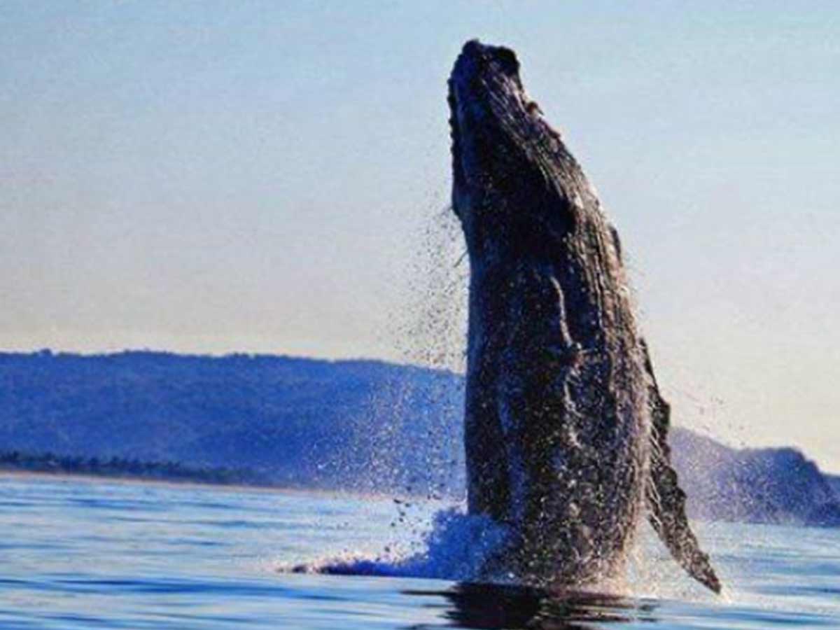 Alistan avistamiento de ballenas en el Pacífico, Semarnat publica calendario