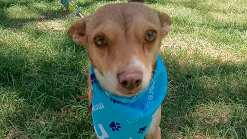 "La Batalla contra el Frio: IMPA lanza 'Mantas de Amor' para proteger a los indefensos lomitos en plena hibernación"