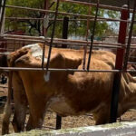 "Créditos agrícolas y esperanza revivida: agricultores experimentan crecimiento con la estrategia nacional que abate a los depredadores de cultivos"