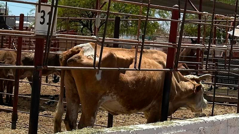 "Créditos agrícolas y esperanza revivida: agricultores experimentan crecimiento con la estrategia nacional que abate a los depredadores de cultivos"