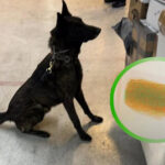 Descubre la sorprendente misión canina que desveló un lucrativo negocio de contrabando en el AICM