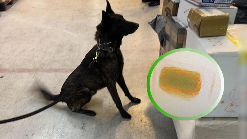 Descubre la sorprendente misión canina que desveló un lucrativo negocio de contrabando en el AICM