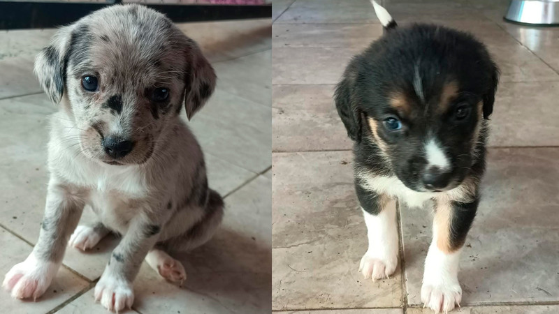 "Morelia se viste de felicidad: La segunda Feria Nacional de Adopción abre puertas a nuevas historias de amor y amistad"