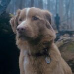 El inigualable impacto de un héroe canino: Indy, la estrella del cine, logra un histórico triunfo en los Astra Awards 2026.