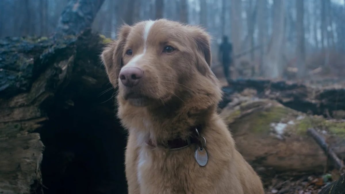 El inigualable impacto de un héroe canino: Indy, la estrella del cine, logra un histórico triunfo en los Astra Awards 2026.